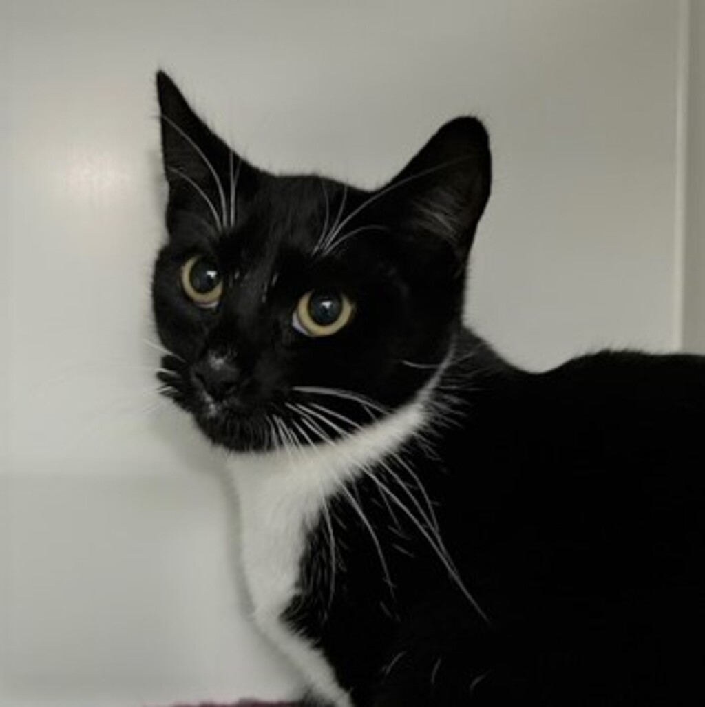 Elva Female Domestic Short Hair Cat in VIC PetRescue