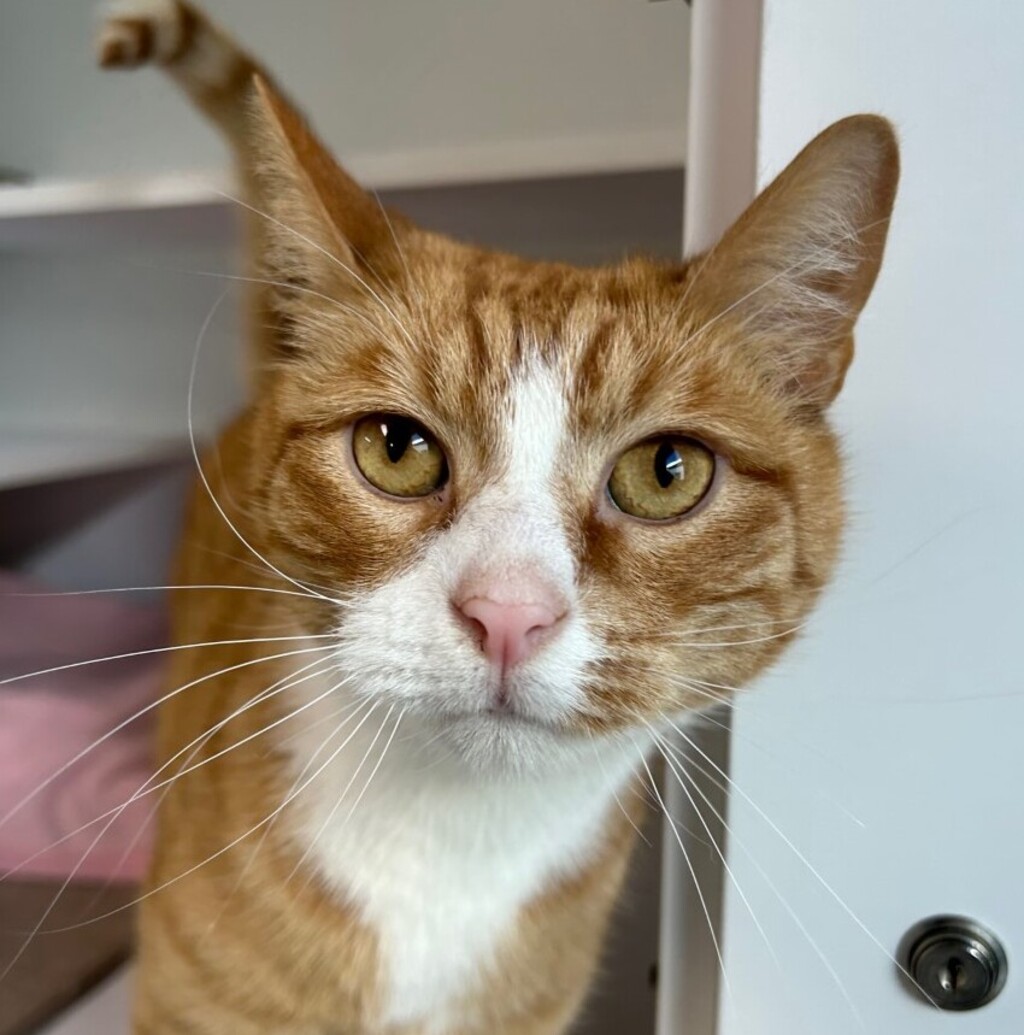 Frodo - Male Domestic Short Hair Cat in VIC - PetRescue