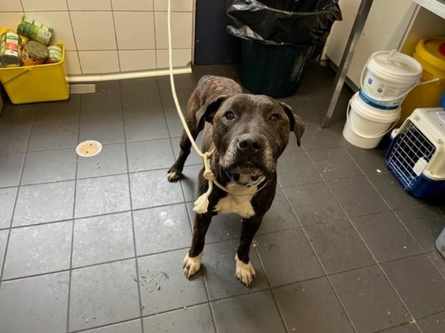 Blacktown Animal Rehoming Centre PetRescue blacktown-animal-rehoming-centre-petrescue