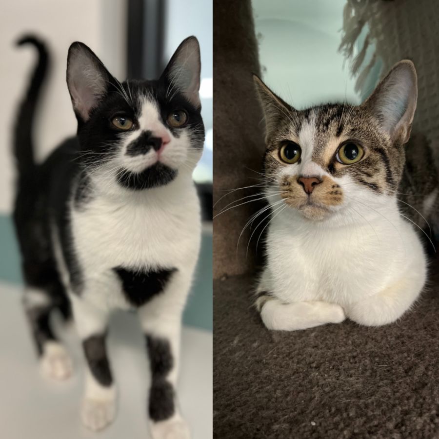 cornwall-and-bodmin-female-domestic-short-hair-cat-in-vic-petrescue