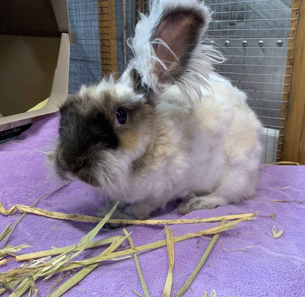 Milo - Female Angora Mix Rabbit in ACT - PetRescue