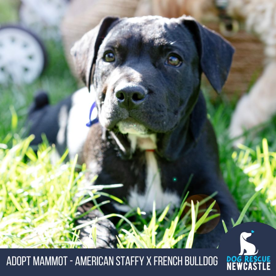 Mammot Staffy x French Bulldog (Trial) Medium Male American Staffordshire Terrier x Staffy x