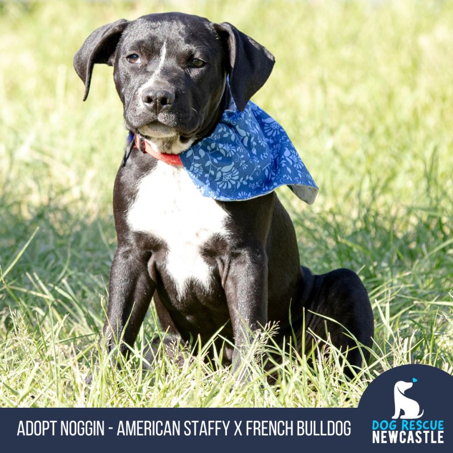 Noggin American Staffy X French Bulldog (Trial) Medium Male American Staffordshire Terrier x