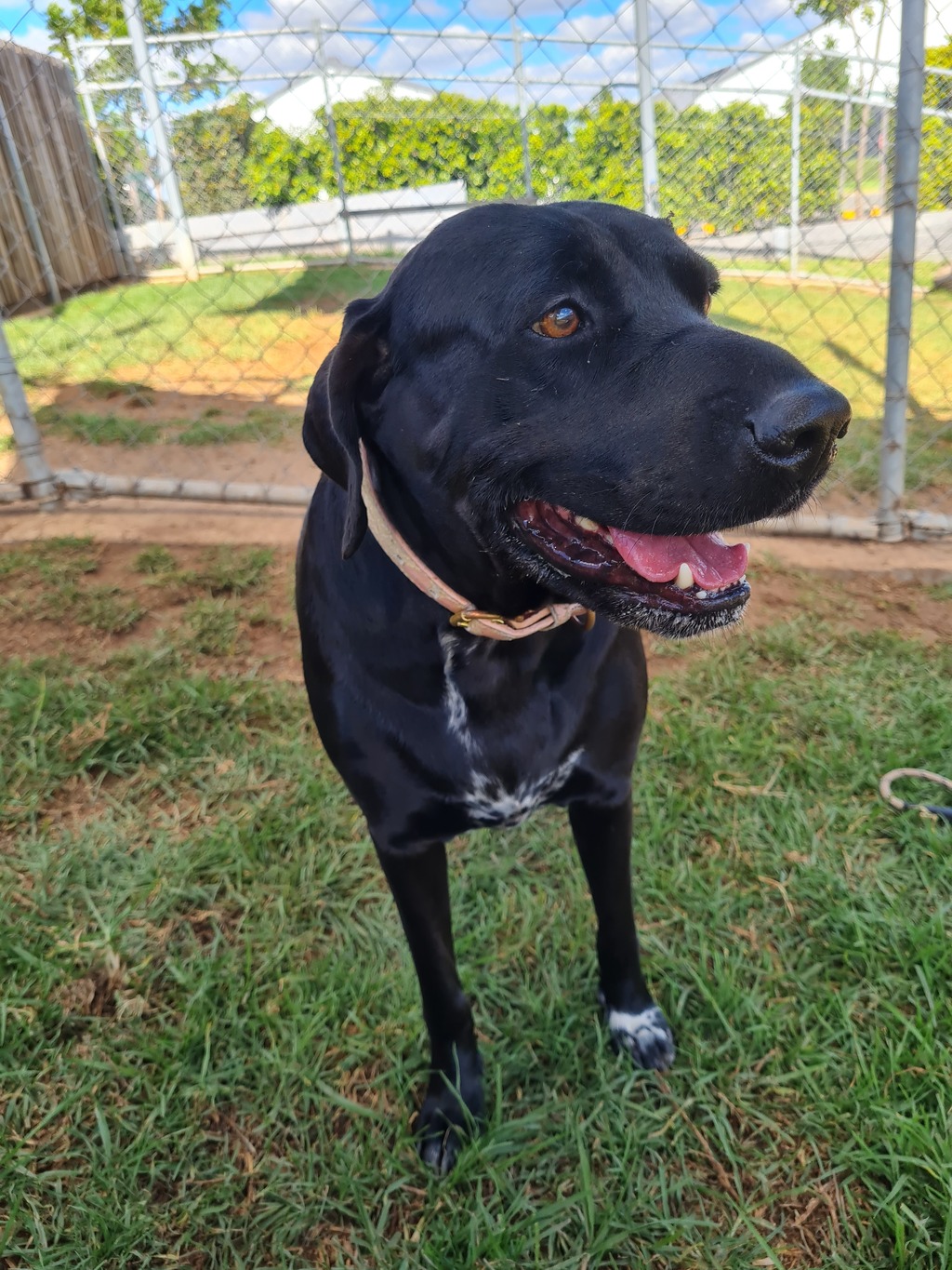 Labrador Pointer Ridge Back Lilly - Medium Female Pointer x Labrador Retriever Mix Dog in QLD ...