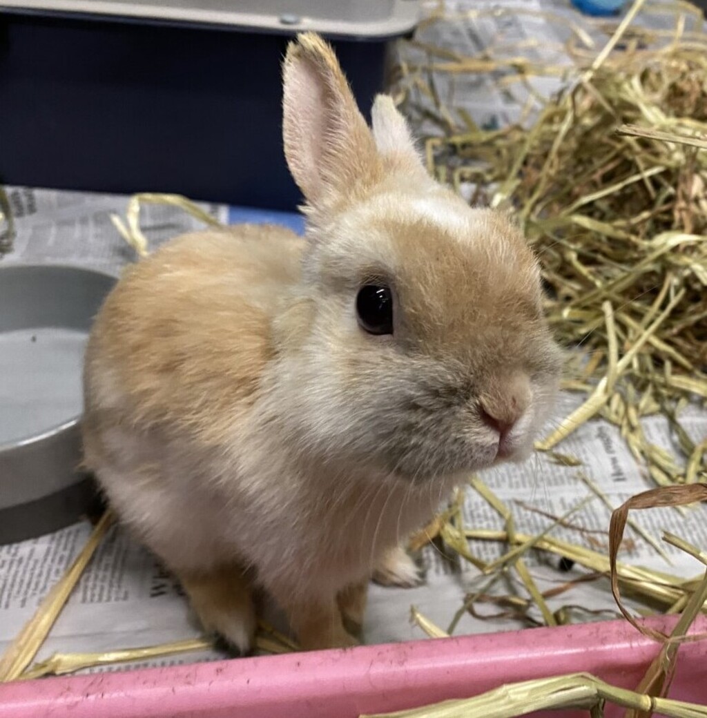 Dwarf bunnies for top sale at petco