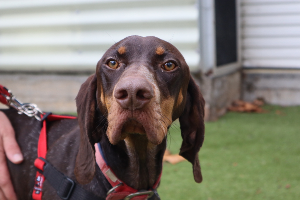 Temira - Medium Female German Shorthaired Pointer Mix Dog in VIC ...