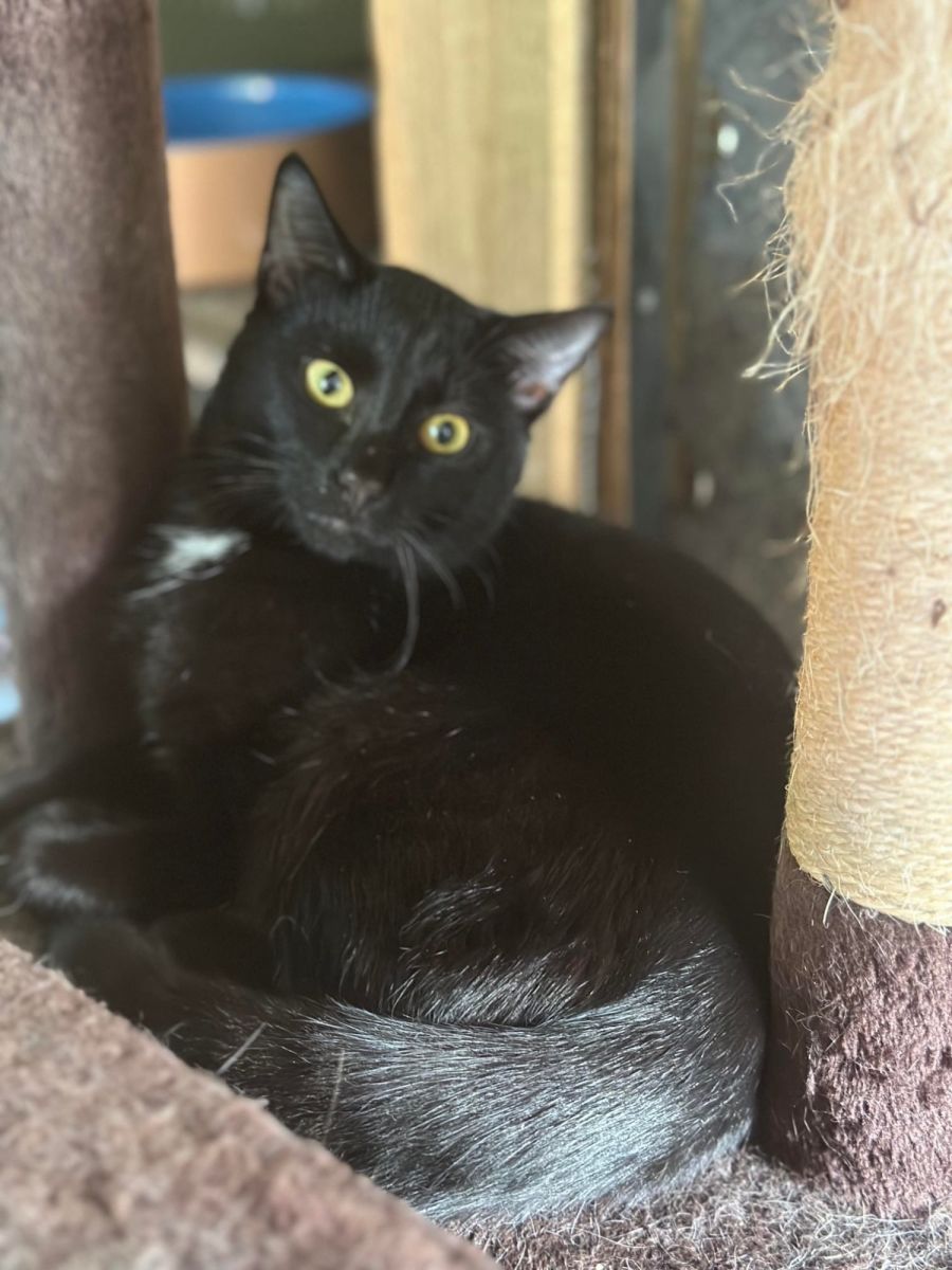 Liquorice Male Domestic Short Hair Cat in QLD PetRescue