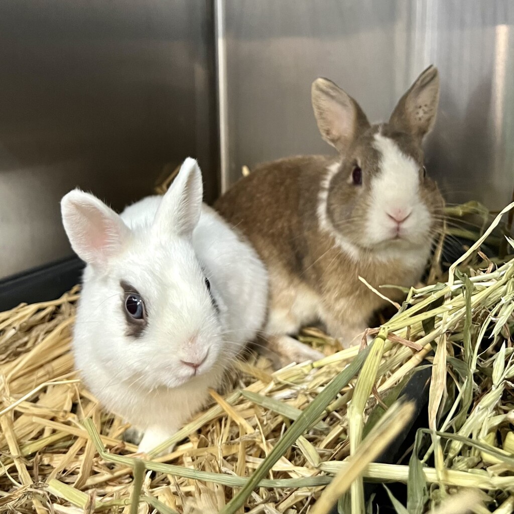 Captain Hook - Male Dutch Rabbit in VIC - PetRescue