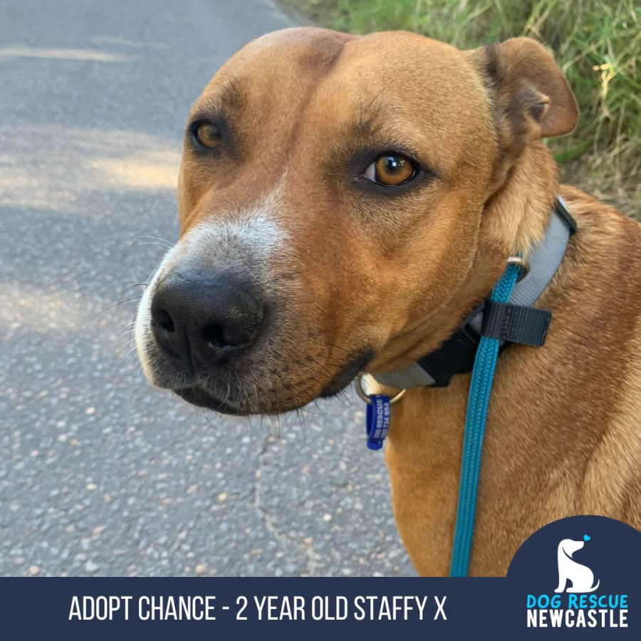 Staffy dog sales rescue near me