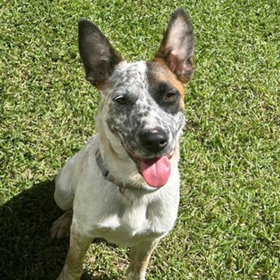 Dudley Dursley Medium Male Cattle Dog Mix Dog in QLD PetRescue