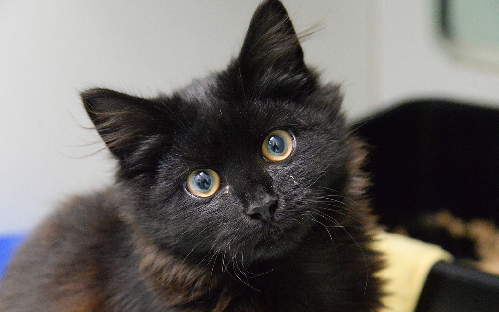 Fudge - Male Domestic Short Hair Mix Cat in VIC - PetRescue
