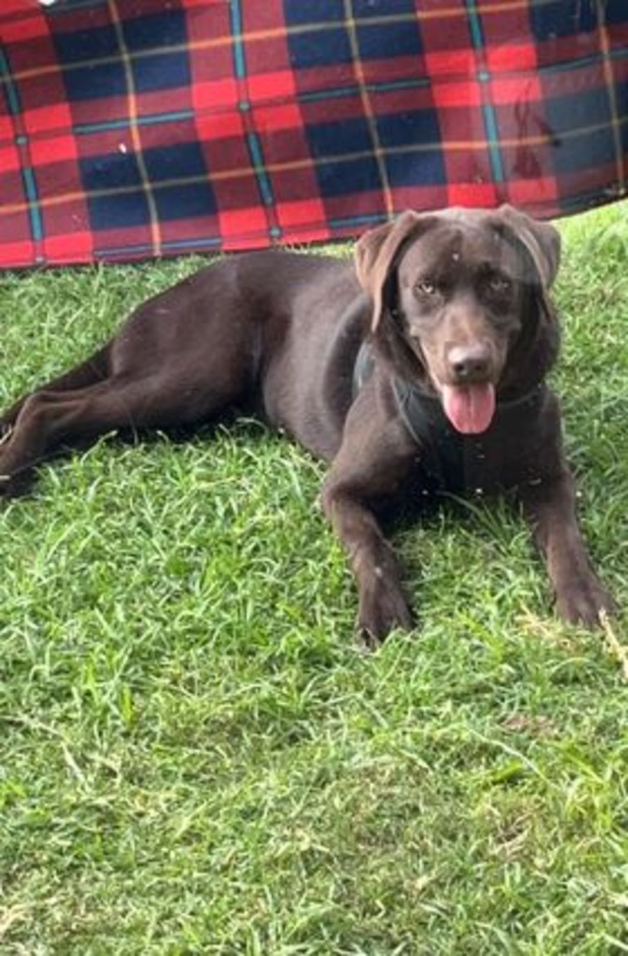 Snickers Medium Male Labrador Dog in NSW PetRescue