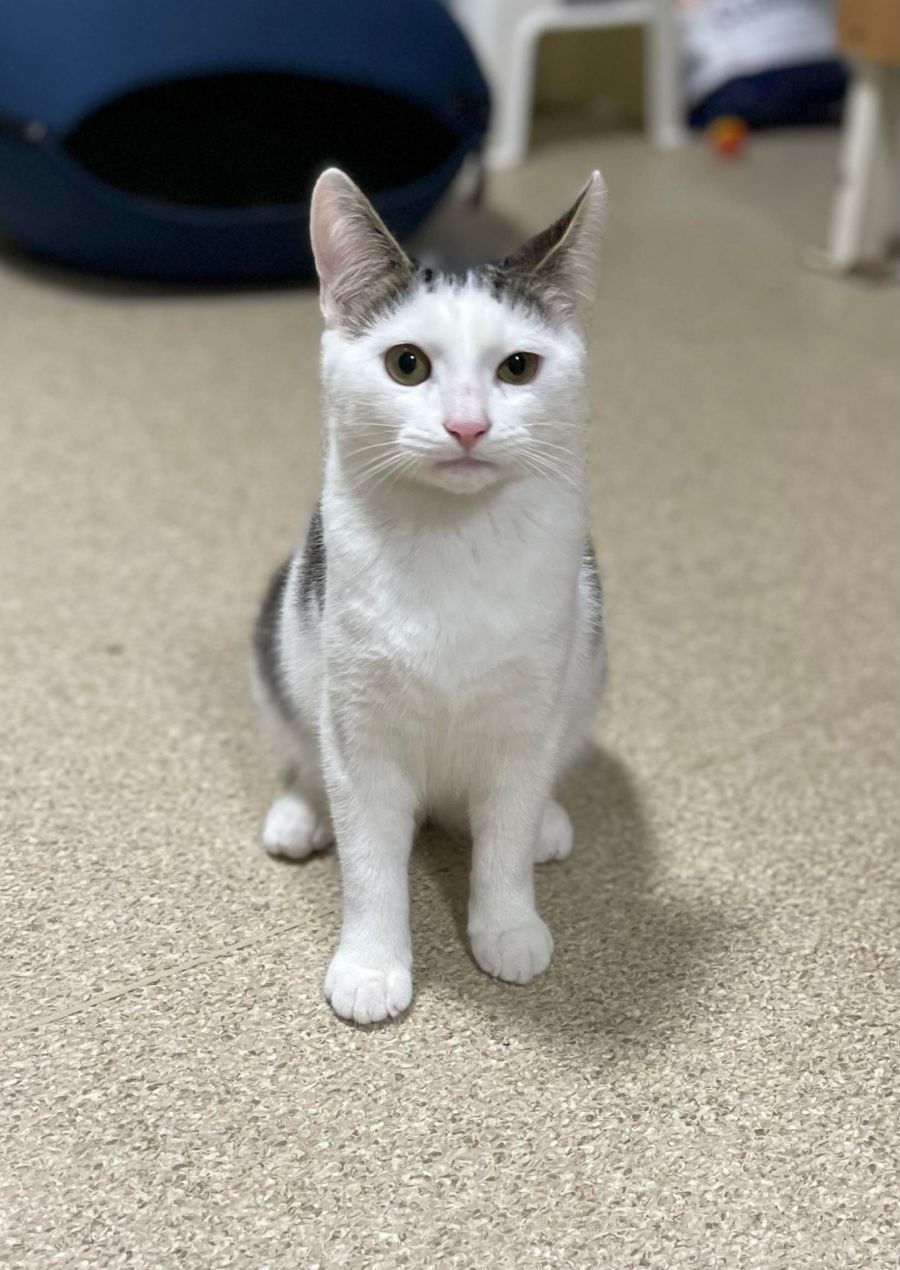 Port Macquarie Animal Shelter PetRescue