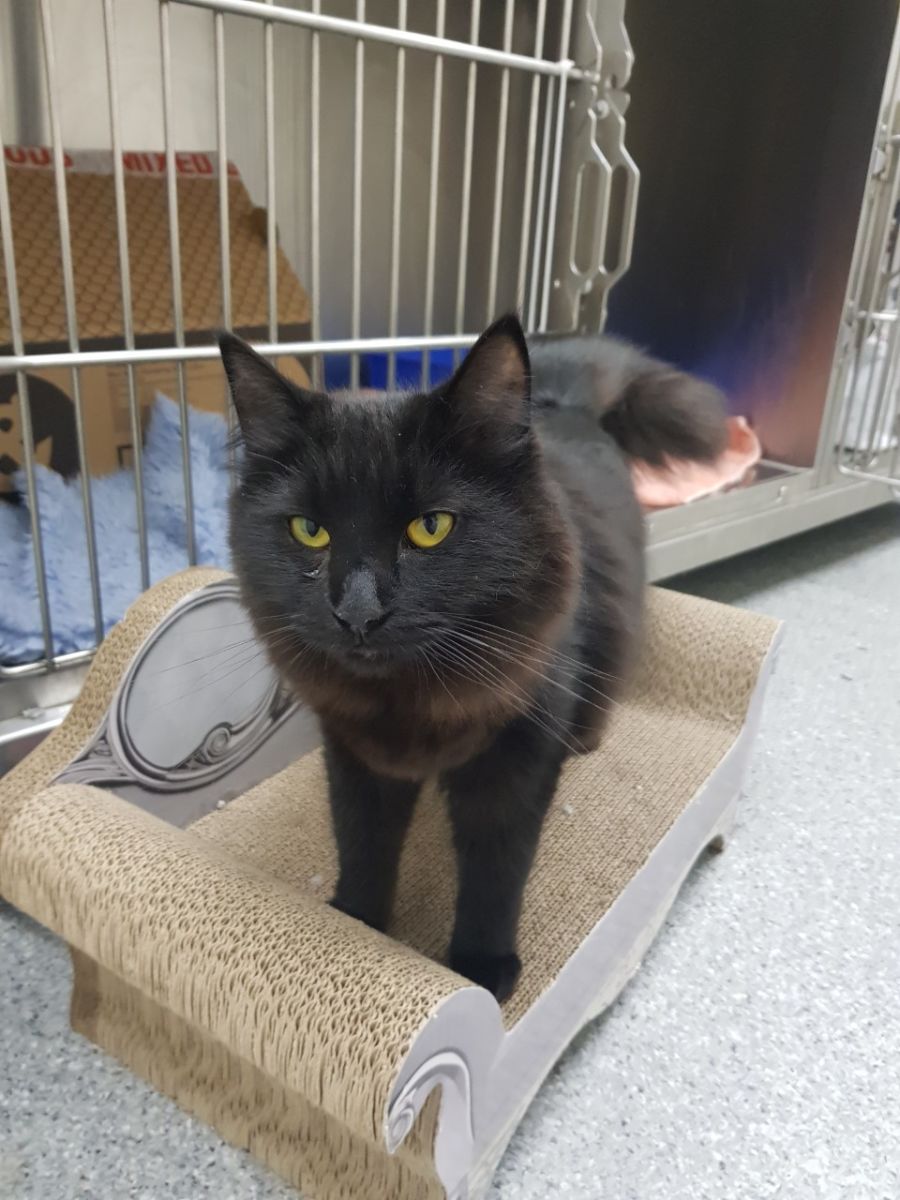 Mika Female Domestic Long Hair Cat In VIC PetRescue long-hair-domestic-cat-online-jigsaw-puzzles