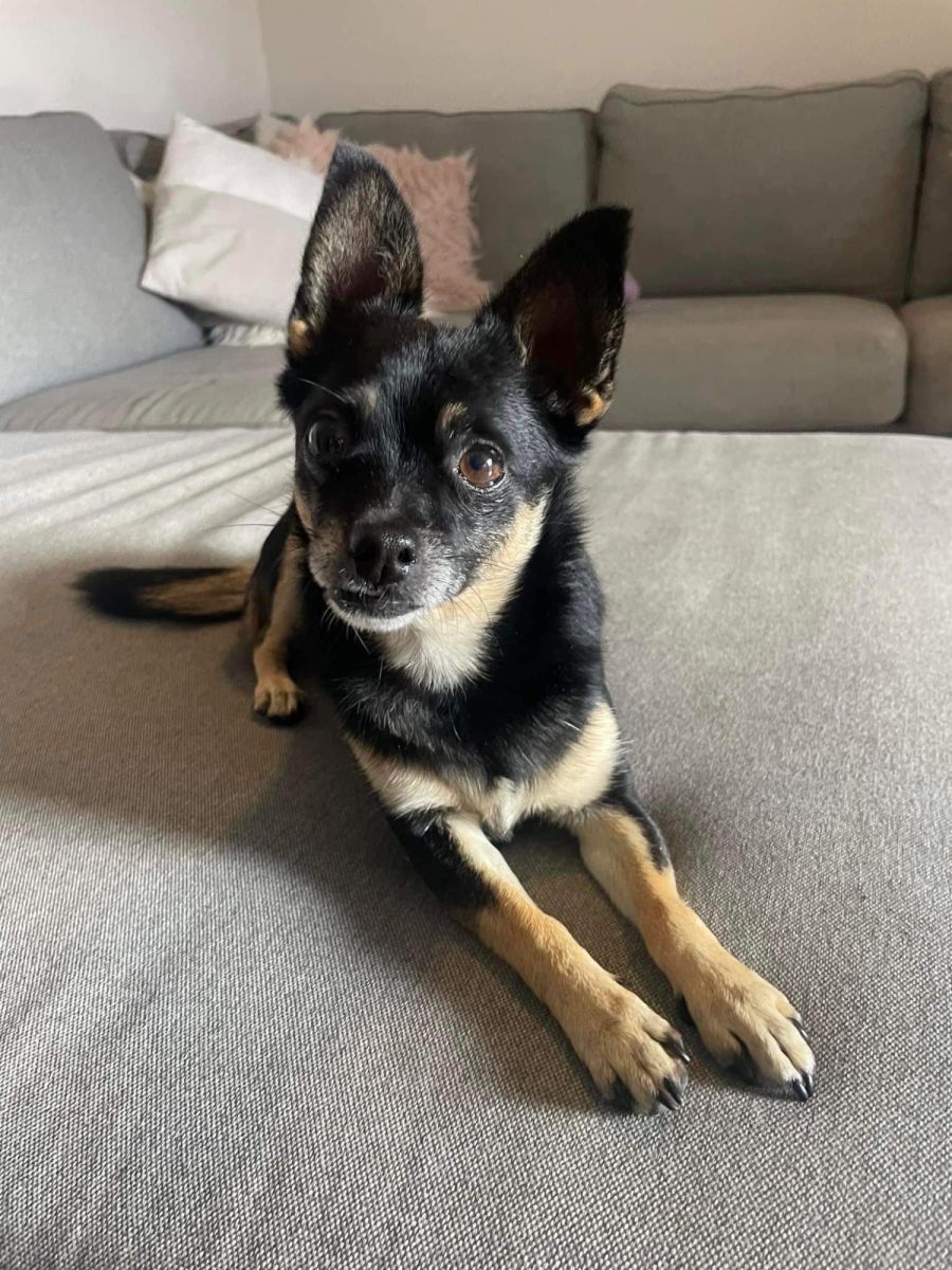 Rosie Small Female Chihuahua Dog In QLD PetRescue rosie-small-female-chihuahua-dog-in-qld-petrescue