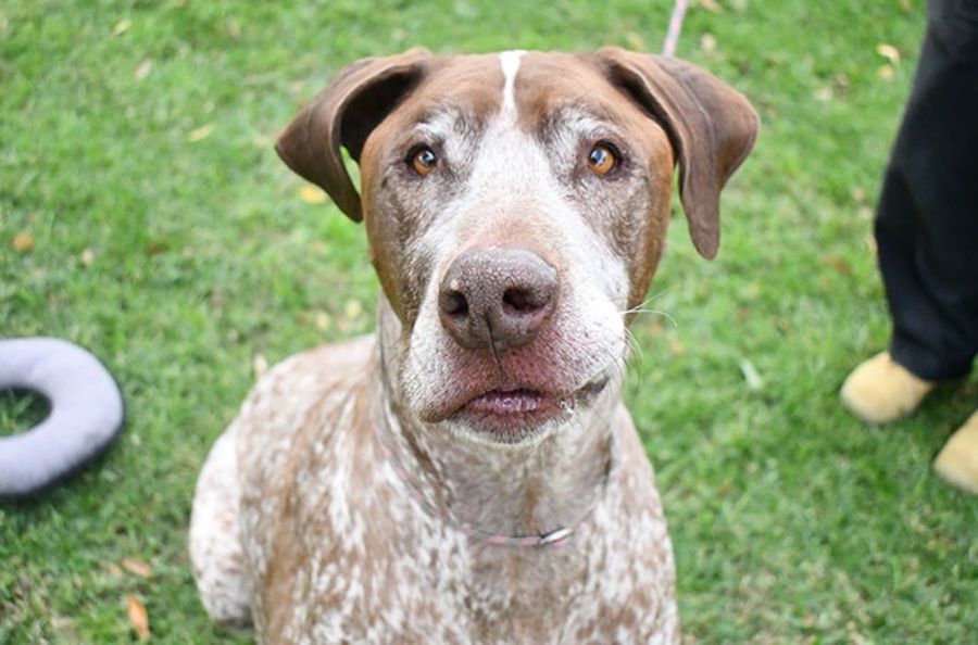 Pointer Mix Rescue Hunter 35110 - Large Male Pointer Mix Dog in NSW - PetRescue