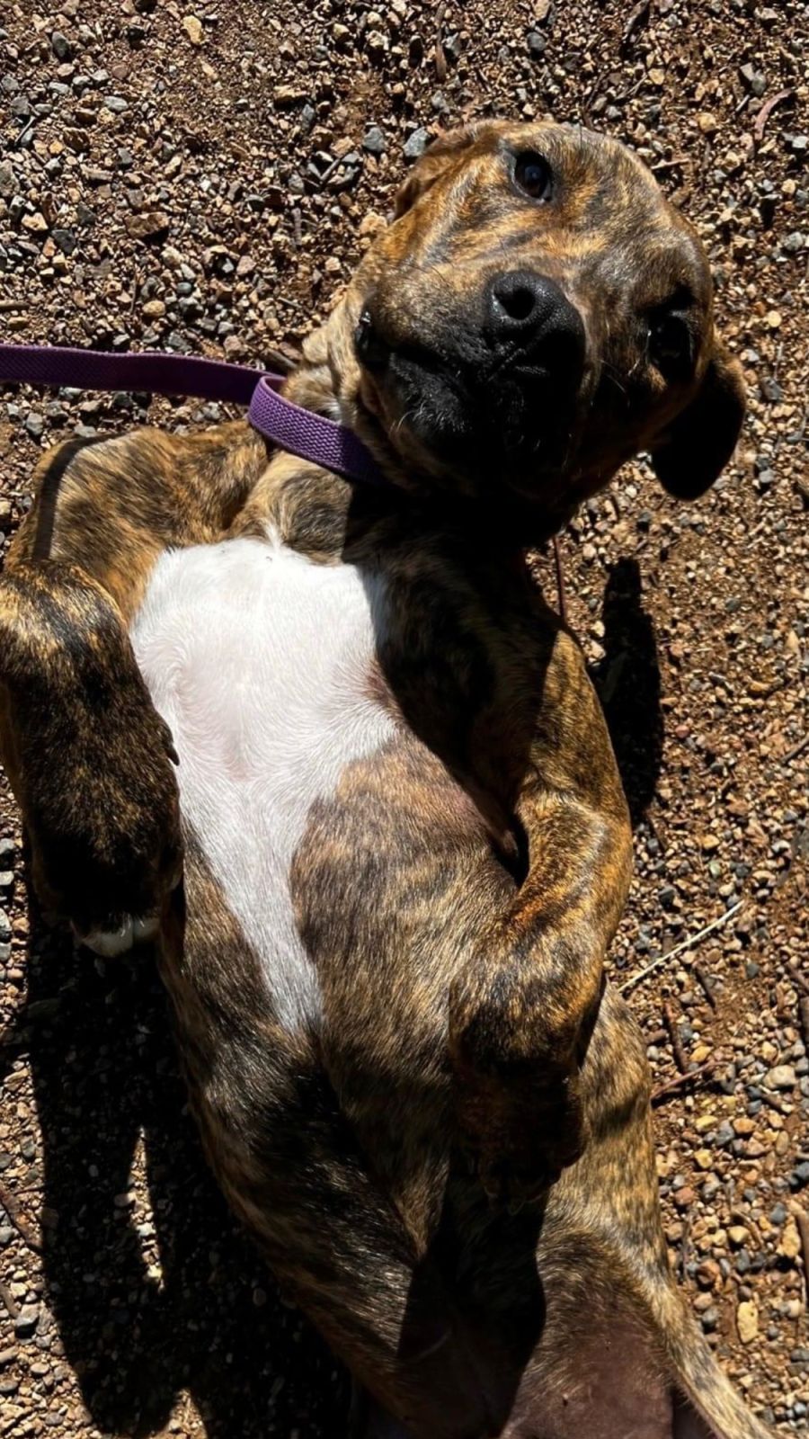 Blue Medium Male Staffy Mix Dog in VIC PetRescue