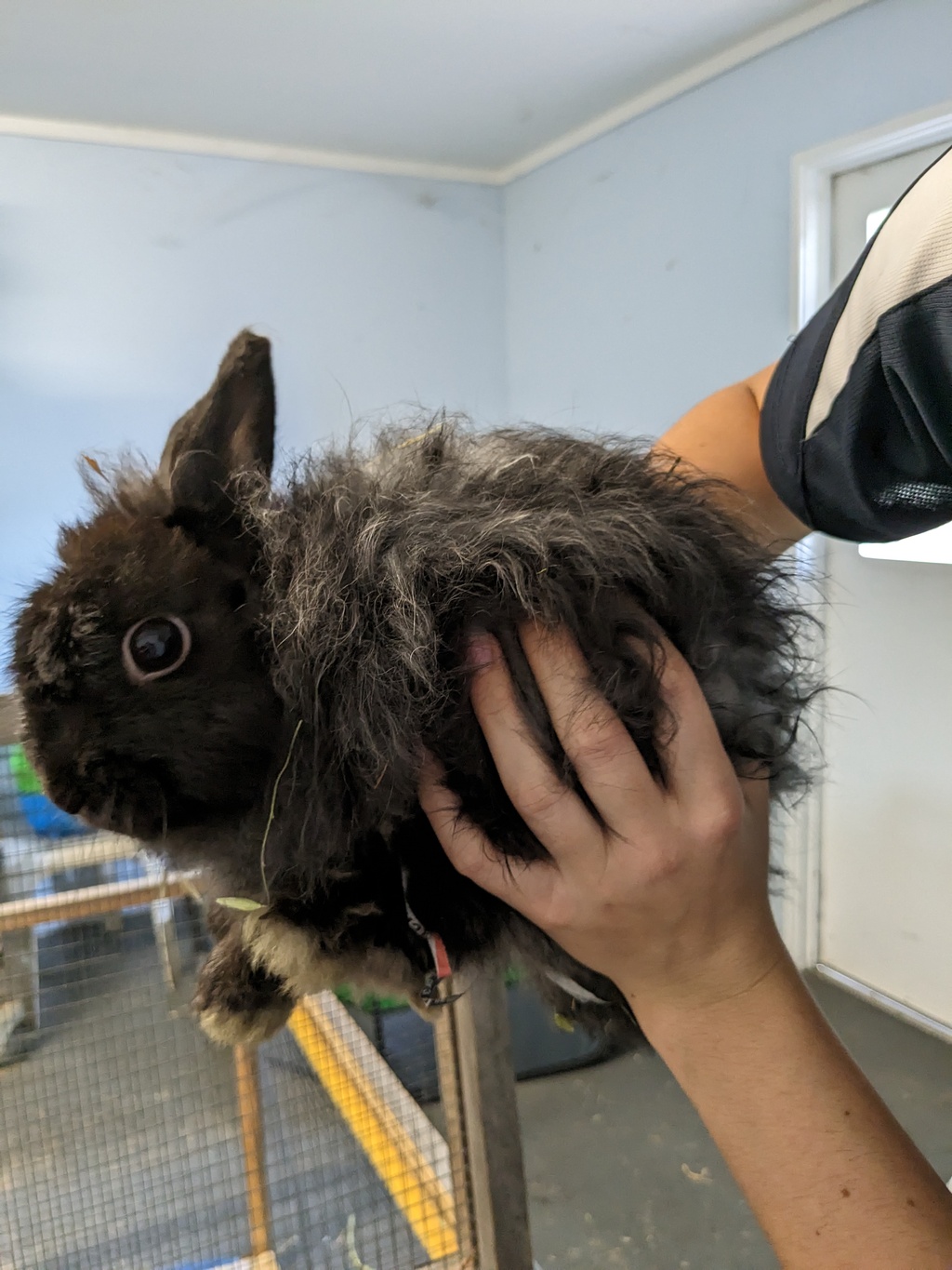 Cluedo - Female Angora Mix Rabbit in WA - PetRescue