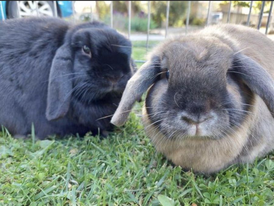 Kookie and Koko - Male Dwarf lop Rabbit in ACT - PetRescue