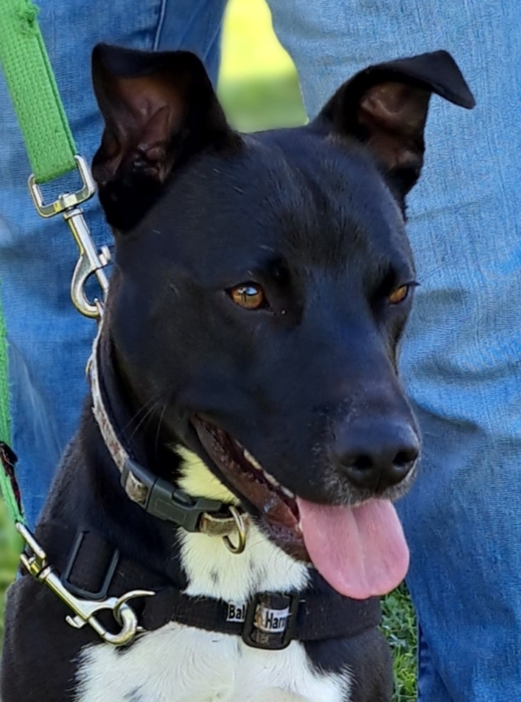 Jax Medium Male Jack Russell Terrier x Staffordshire Bull Terrier Mix Dog in ACT PetRescue
