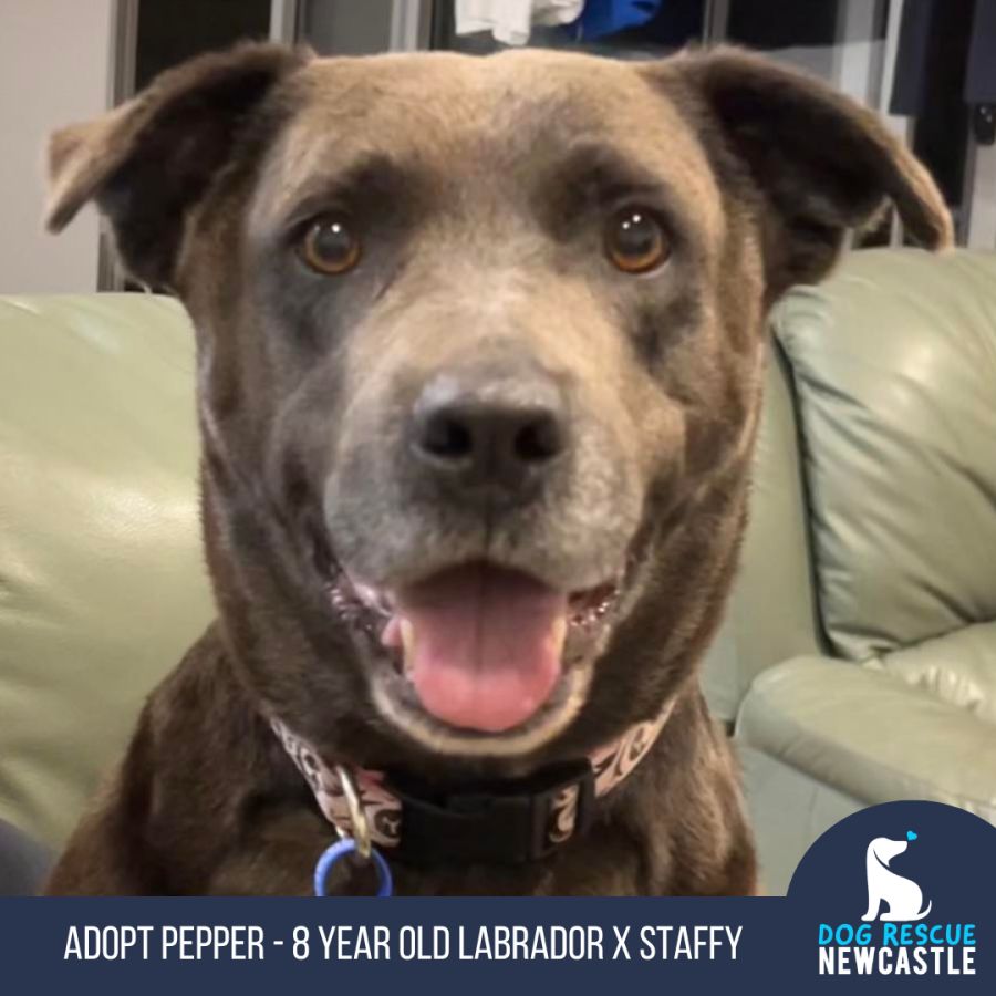 Pepper 8 Year Old Labrador X Staffy Medium Female Labrador x Staffy