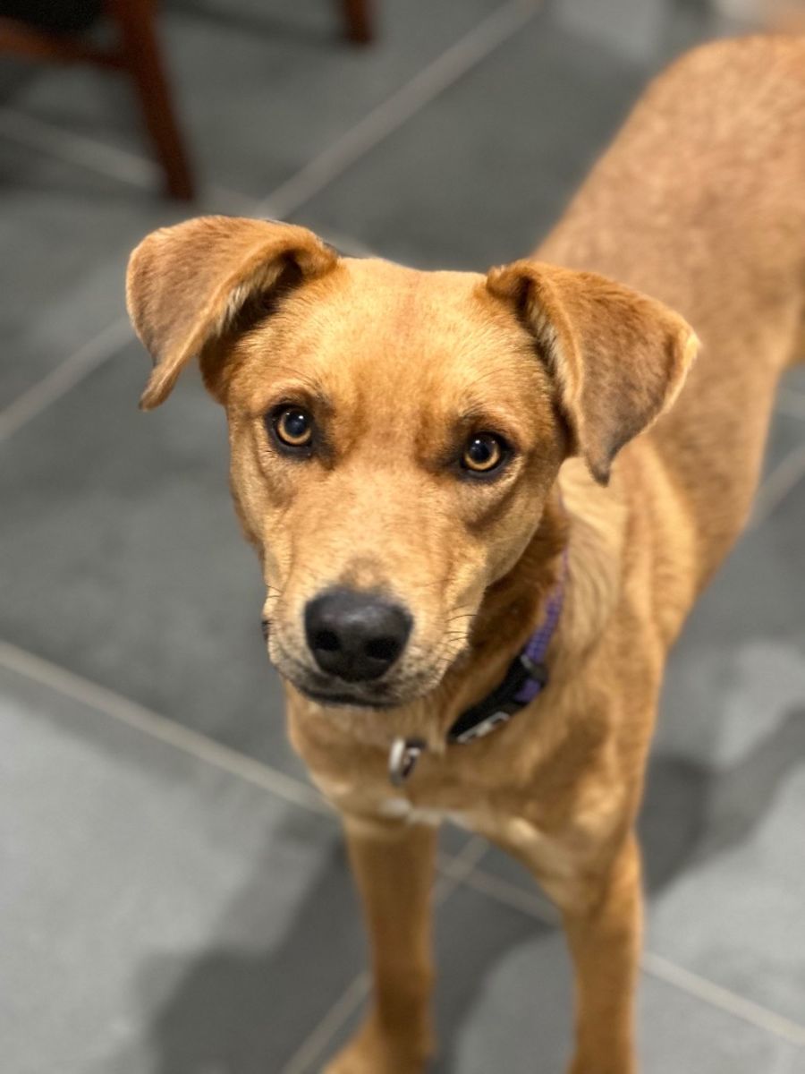 Dobby Medium Male Kelpie Dog in NSW PetRescue