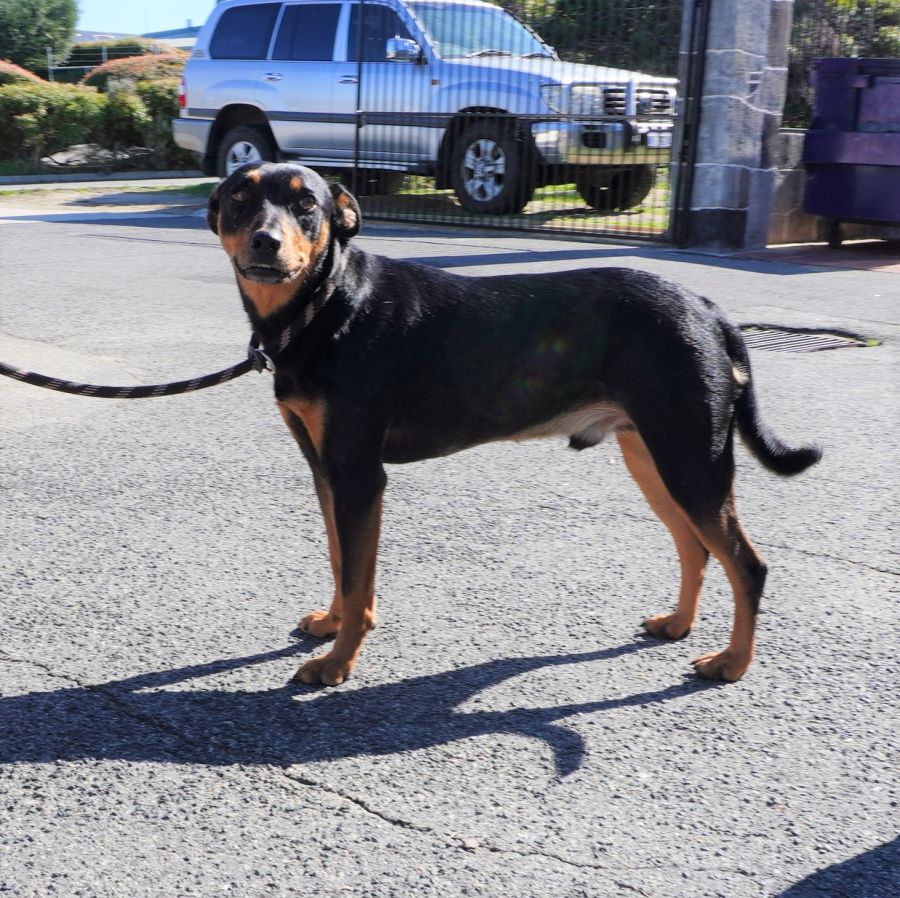 Archie Medium Male Koolie x Kelpie Mix Dog in WA PetRescue