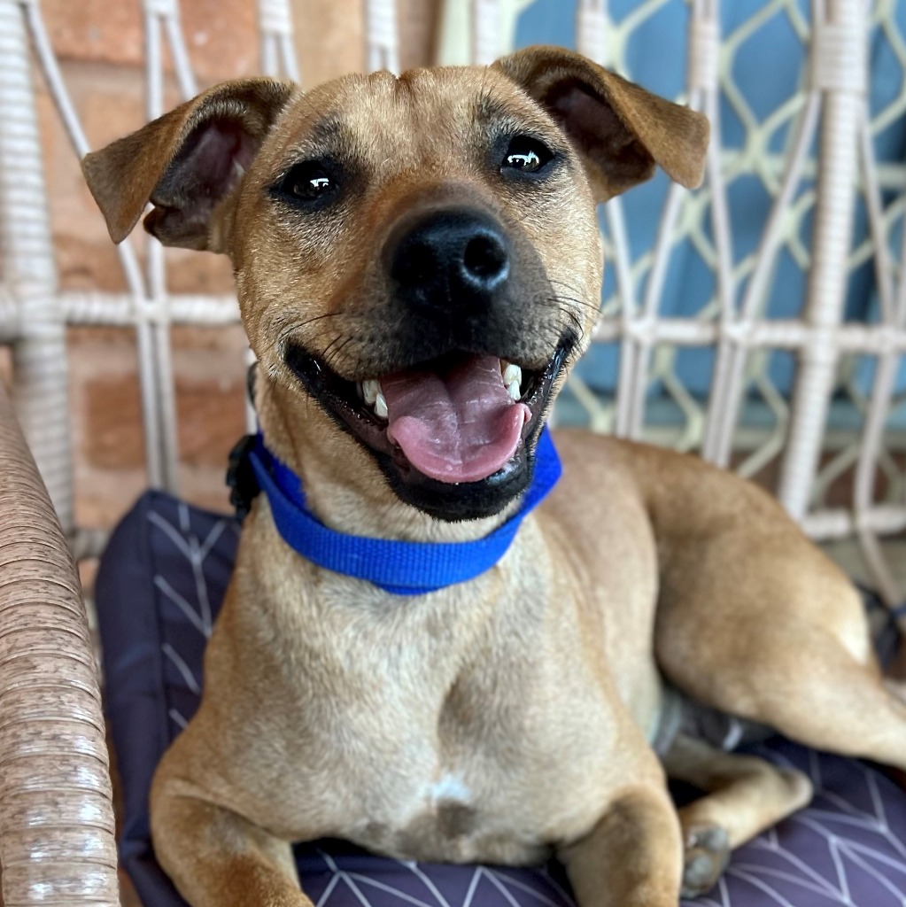 SAFE Karratha (Saving Animals From Euthanasia) PetRescue