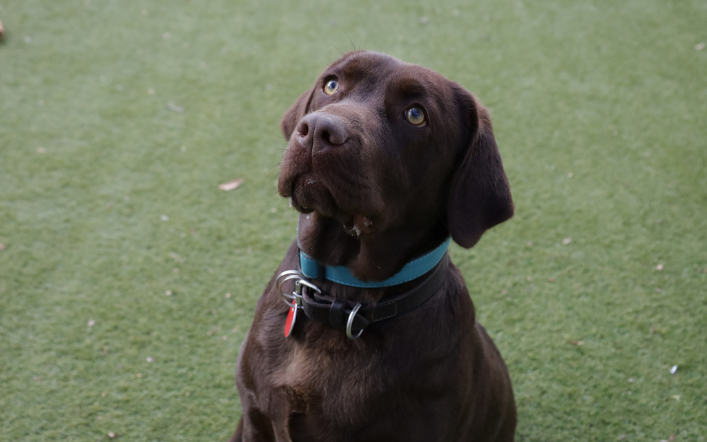 Marley Large Female Labrador Mix Dog in VIC PetRescue