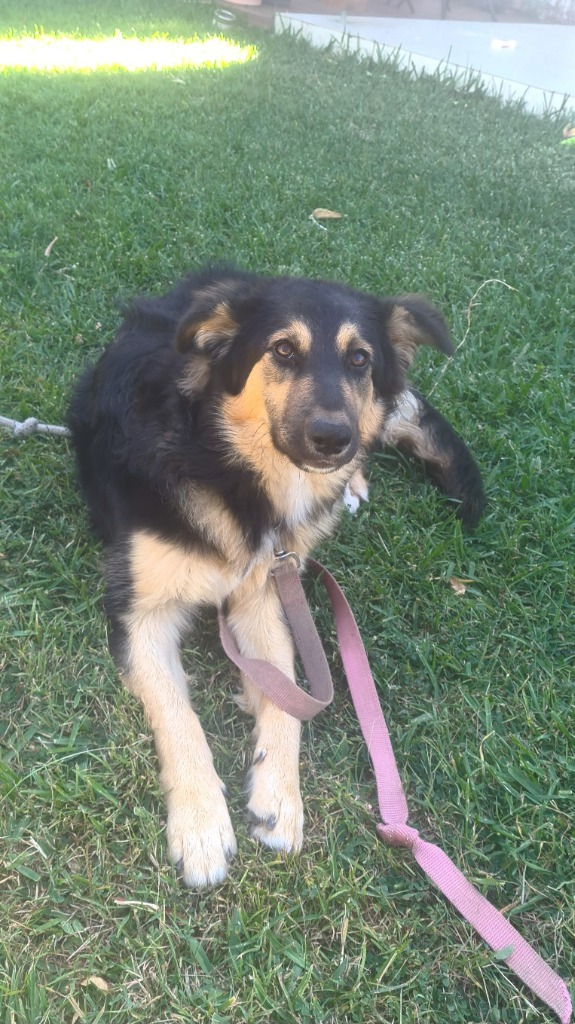 Liger Medium Female Border Collie x German Shepherd Mix Dog in QLD