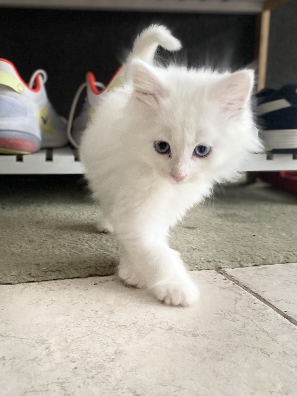 Snowflake Female Dsh Mix Cat in VIC PetRescue