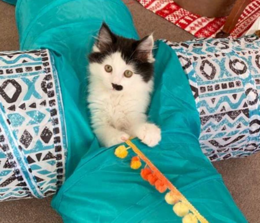 Trixie Female Domestic Medium Hair Cat In NSW PetRescue trixie-female-domestic-medium-hair-cat-in-nsw-petrescue