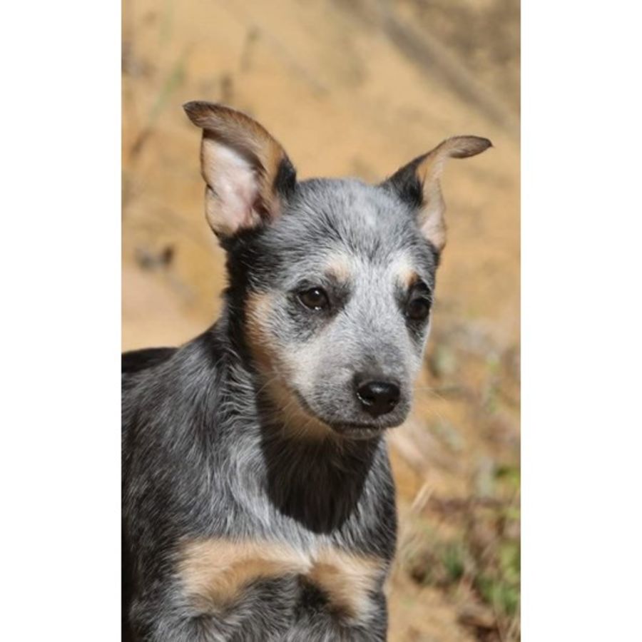CalypsoBluey litter Medium Female Australian Cattle Dog Dog in QLD PetRescue