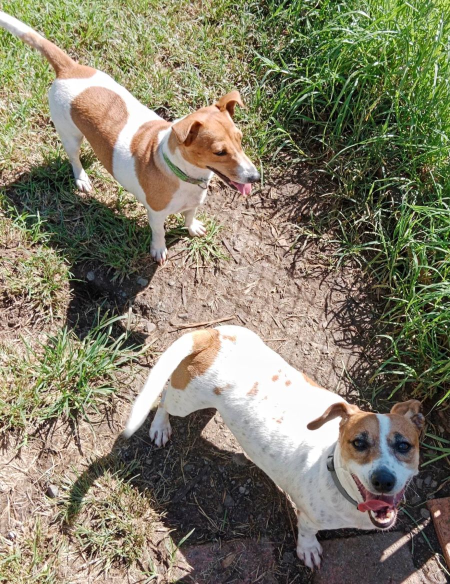 Maggie Bella Small Female Jack Russell Terrier Dog in NSW PetRescue Maggie Bella Small Female Jack Russell Terrier Dog in NSW PetRescue