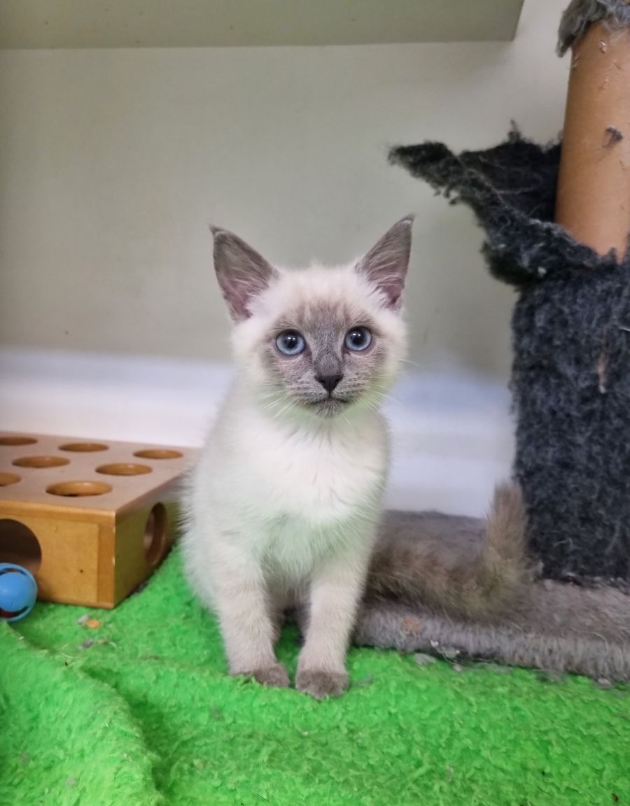 Rambo - Male Ragdoll x Domestic Medium Hair Cat in NSW - PetRescue