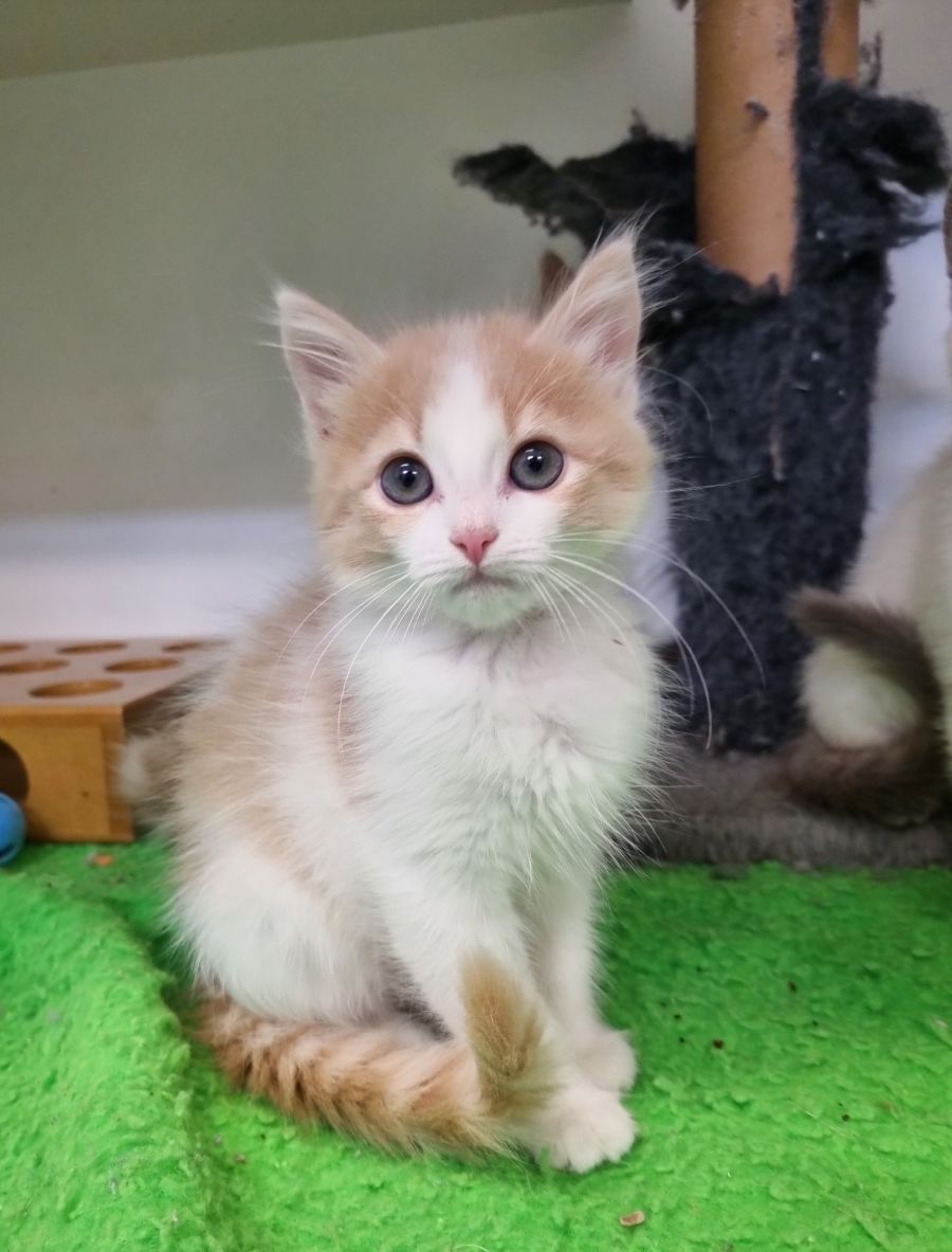 Lola - Female Ragdoll x Domestic Medium Hair Cat in NSW - PetRescue