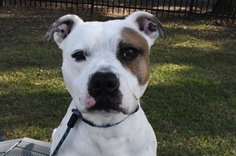 Chief 35176 Medium Male American Staffordshire Bull Terrier Dog in NSW PetRescue