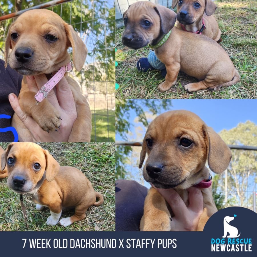 8 Week Old Dachshund X Staffy (Trial) Medium Female