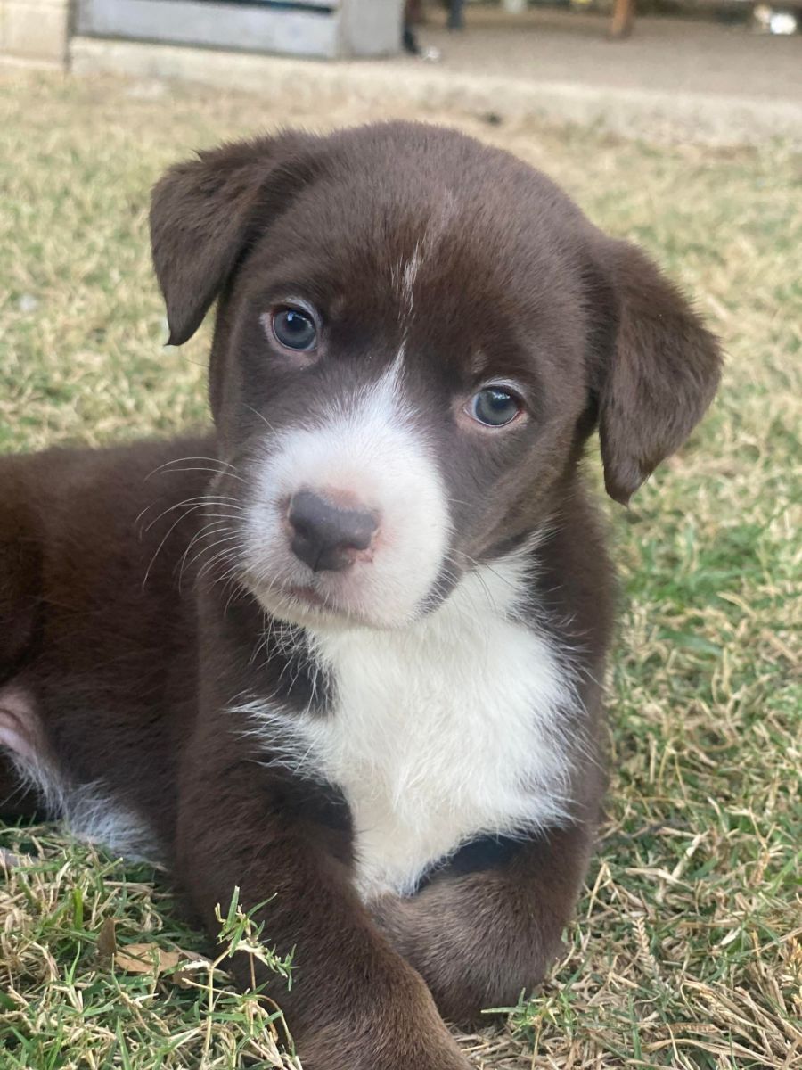 Maggie Medium Female Labrador x Husky Mix Dog in QLD PetRescue