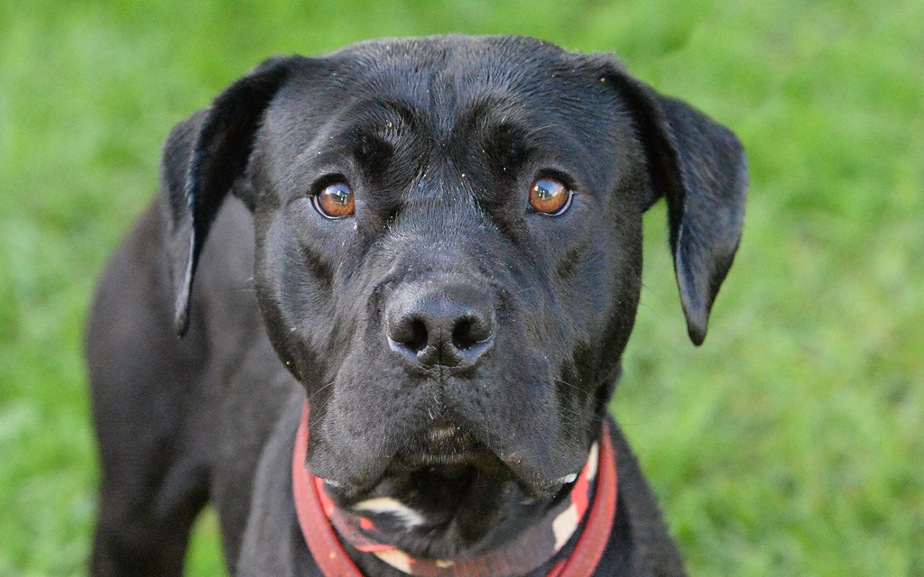 Amaya - Medium Female Staffy Mix Dog in VIC - PetRescue