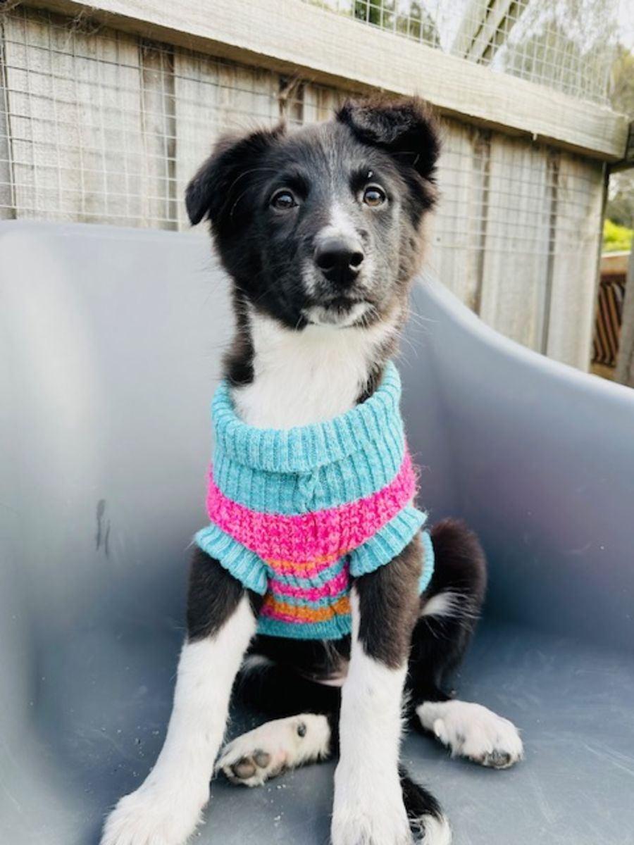 Neutron - Medium Female Border Collie x Collie Rough x Kelpie Mix Dog