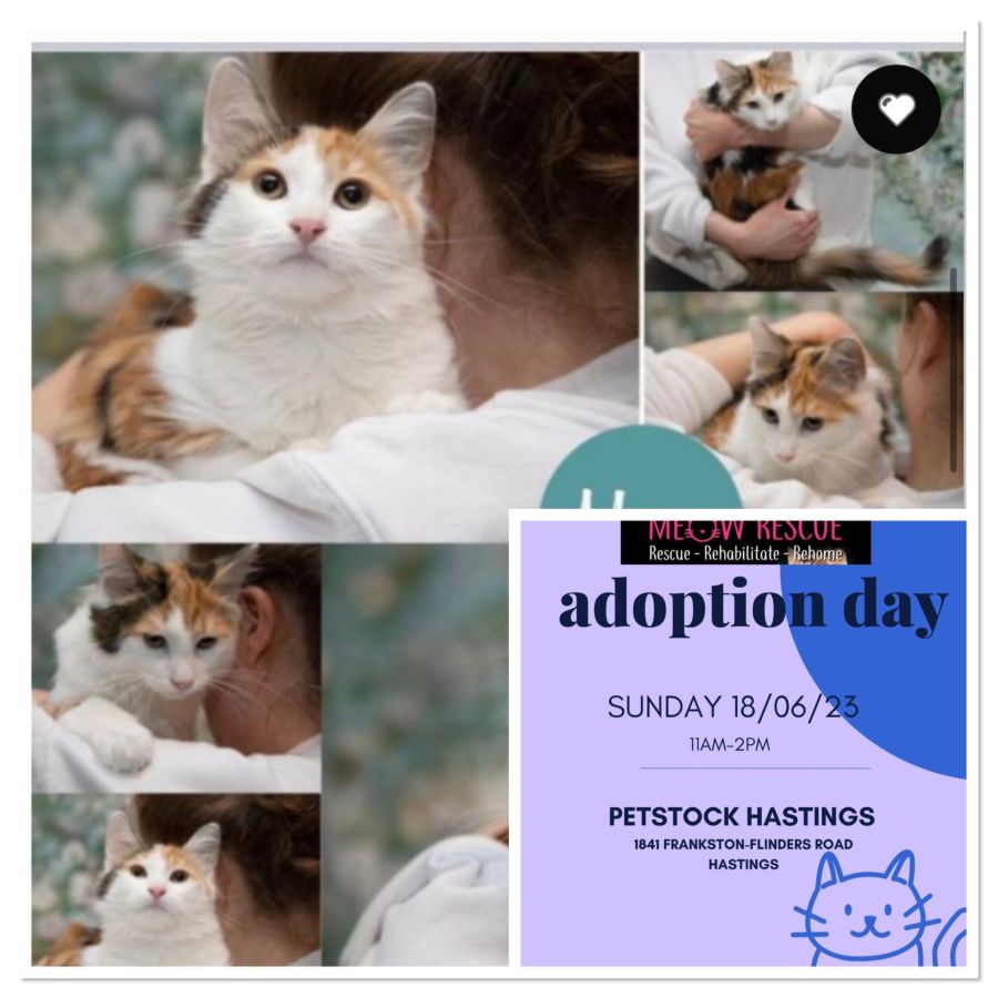 Moon 🌝 Meet me at Petstock Hastings 18/6/23 Female Domestic Medium