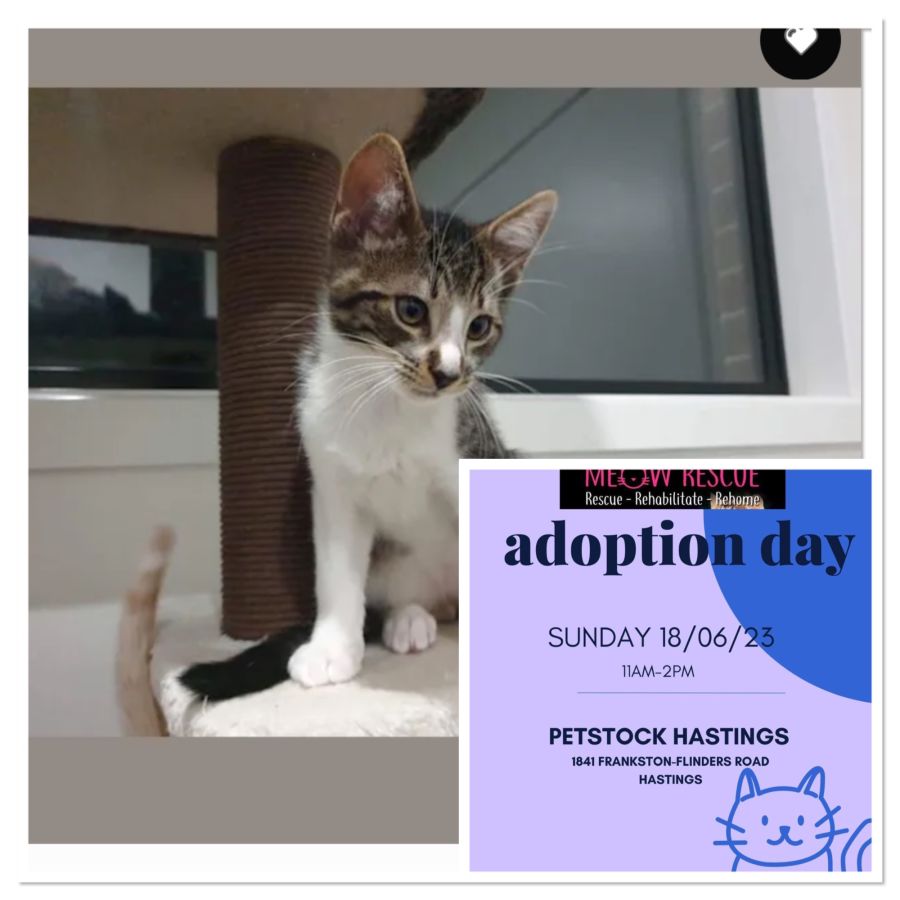 Bay meet me at Petstock Hastings 18/6/23 Male Domestic Short Hair Cat