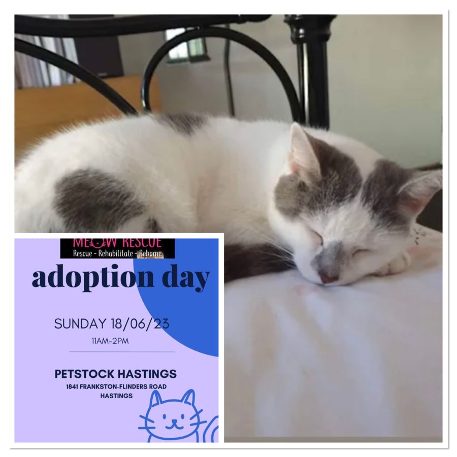 Celeste Meet me at Hastings petstock store 18/6/23 Female Domestic