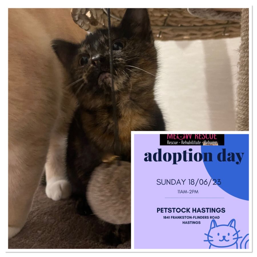 GiGi meet me at Petstock Hastings 18/6/23 Female Domestic Short Hair