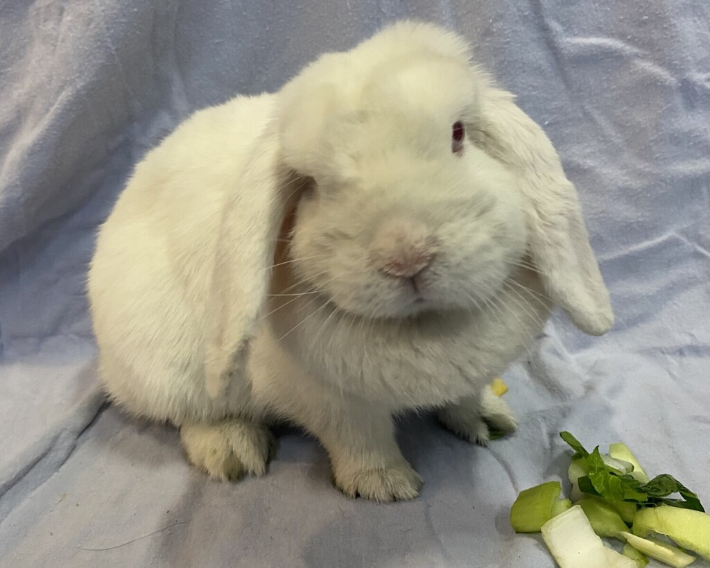 Raven - Female Lop Eared Rabbit in VIC - PetRescue