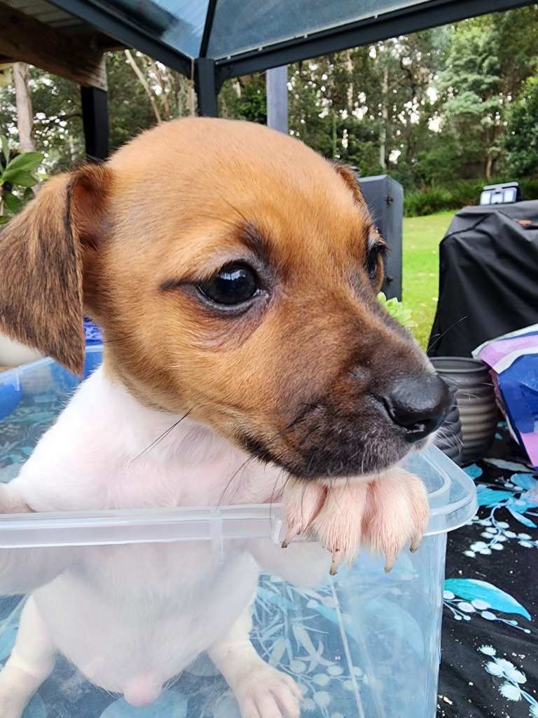 truffles-small-female-jack-russell-terrier-dog-in-nsw-petrescue