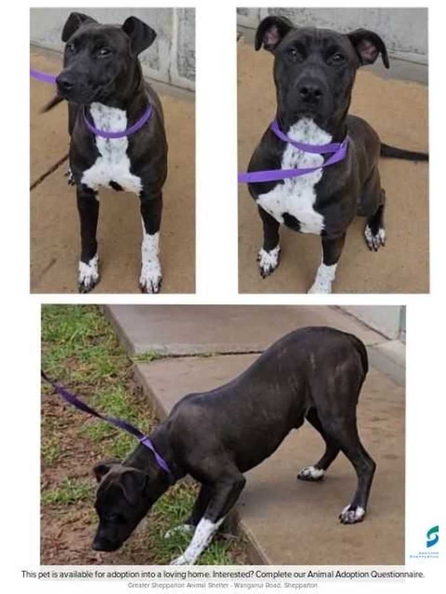 Lucy Large Female American Staffordshire Bull Terrier Dog in VIC PetRescue