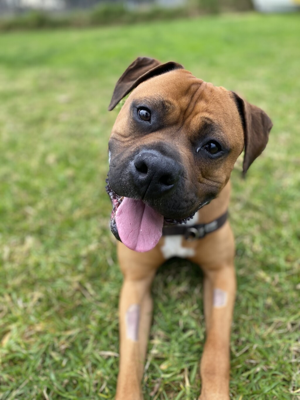 Arlo - Large Male American Bulldog x Boxer Mix Dog in VIC - PetRescue
