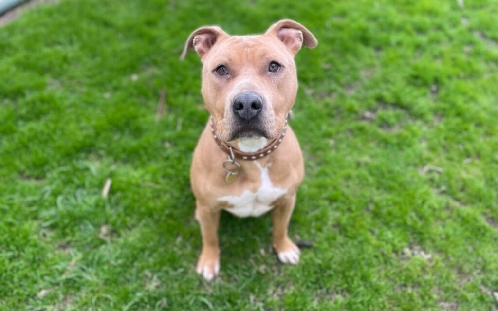 Sargent Pickles Large Male American Staffy Mix Dog in VIC PetRescue